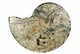 Ammonite (Placenticeras) Fossil - Eastern Montana #180784-1
